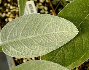 Salvia discolor leaves