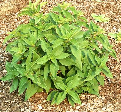 Pineapple Sage in summer
