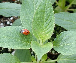 Pineapple Sage and friend Ladybug