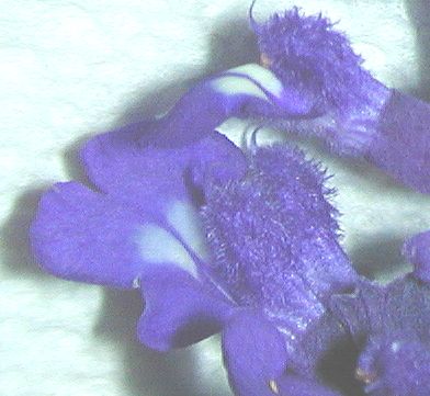 The wondrous flowers of Victoria Sage