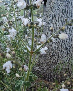 Buds are apricot, but flowers are white!