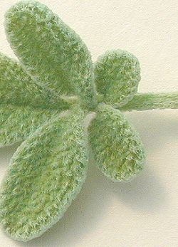 Hairy Greek Sage Close Up