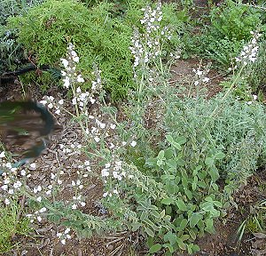 Young Greek Sage in Bloom