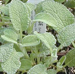 Greek Sage Ready in Pots