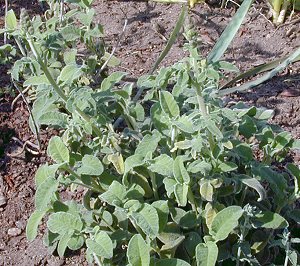 Greek Sage