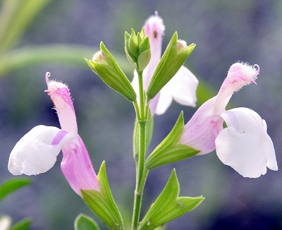 Teresa's Texas Sage 