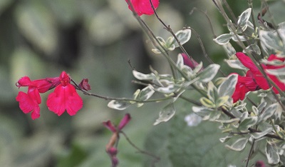 Variegated Autumn Salvia