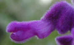 Close up of All Purple Mexican Bush Sage Flower