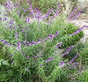 Μεξικού Μπους Sage θάμνος σε λουλούδι.