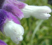 Mexican Bush Sage