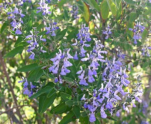 Flowers of Grape Scented Sage make a fun garnish.