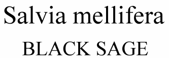 Salvia mellifera Black Sage