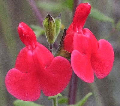 Baby Salvia flowers