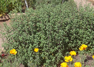 Baby Salvia with new stems.