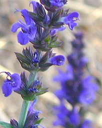 Salvia nemerosa Blue Queen Salvia