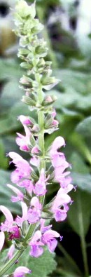 Rose Queen Salvia