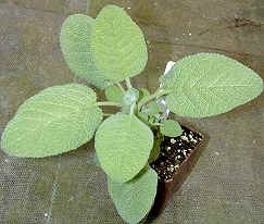 Berggarten Sage Ready for Shipping