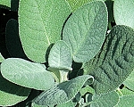 Berggarten Sage
