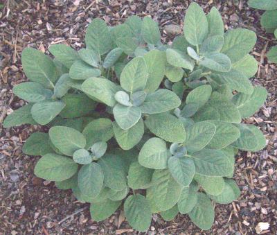 Berggarten Sage around one year old.