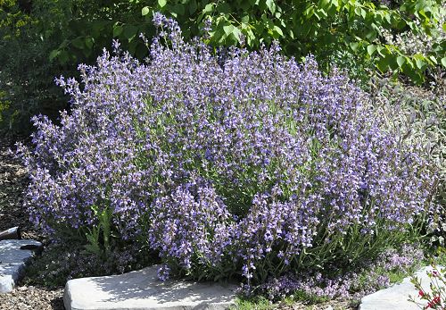 Dwarf Garden Sage in full bloom!