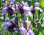 Garden Sage 