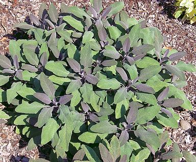 Salvia officinalis Purple Sage