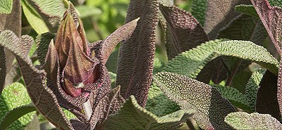 A rare Purple Sage Flower Bud