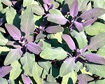 Purple Sage