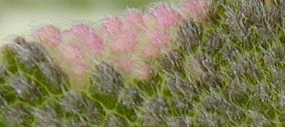 Tricolor Sage Leaf Blown Up to Show its True Colors