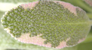 Whole Tricolor Sage Leaf