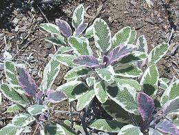 Tricolor Garden Sage in the Garden