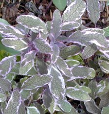 Tricolor Garden Sage