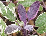Tricolor Sage