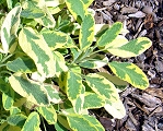 Golden Sage