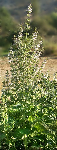 Clary Sage in bloom