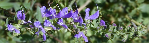 Transylvanian Sage Bloom