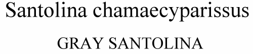 Santolina chamaecyparissus Gray Santolina