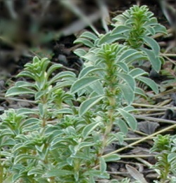 Sumptuous Winter Savory