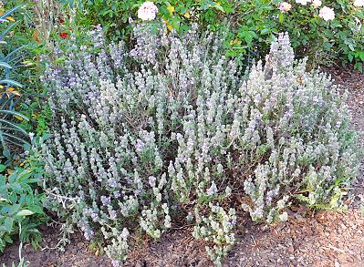 Satureja thymbra, Pink Savory, blooming in garden.