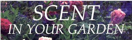 Scent in Your Garden