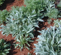 Lamb's Ear Just Starting to Grow in Spring