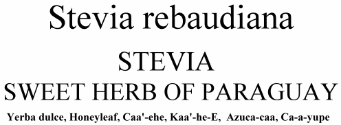 Stevia rebaudiana Sweet Herb of Paraguay Yerba dulce, Honeyleaf, Caa'-ehe, Kaa'-he-E,  Azuca-caa, Ca-a-yupe