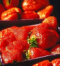 Boxes of delicious strawberry plants!