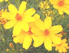 Tagetes lemmonii Tangerine Scented Marigold 