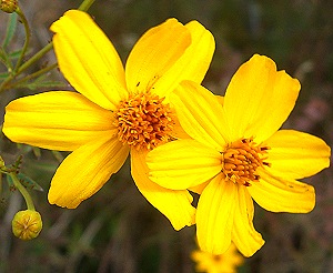 Close up of Tagetes lemmonii flowers