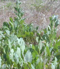 Costmary naturalized in the field