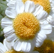 Close Up of One Feverfew Flower