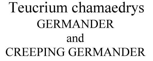 Teucrium chamaedrys Germander and Creeping Germander