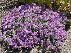 Teucrium cossonii majoricum in full bloom