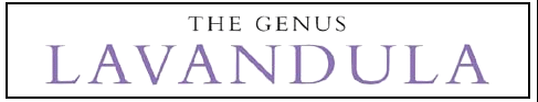 The Genus Lavandula